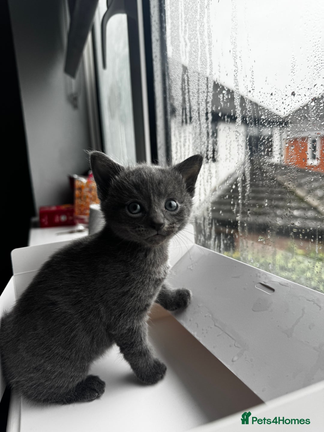 Mixed Breed cats for sale: Bombay cat  - Advert 4