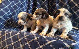 Cockapoo dogs for sale: Cockapoo puppies ready to be reserved  - Image 3