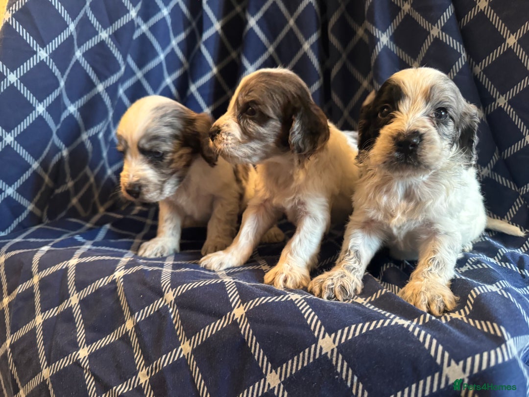 Cockapoo dogs for sale: Cockapoo puppies ready to be reserved  - Image 3