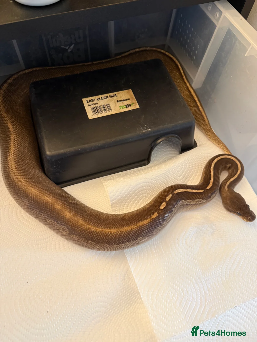 Python Snake reptiles for sale: Snake rack and 3 ball pythons - Advert 4