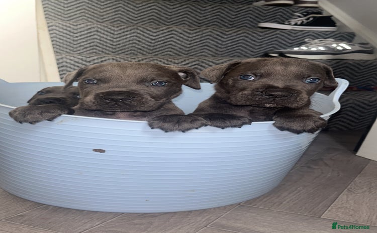 Cane Corso dogs - Advert 17