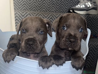 Cane Corso dogs - Advert 5