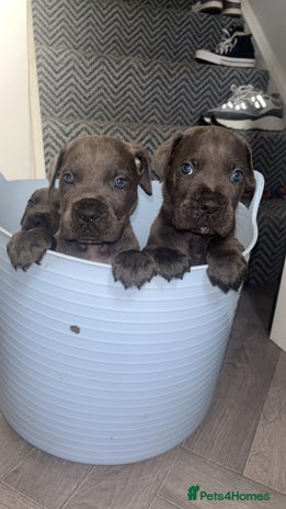 Cane Corso dogs - Advert 17