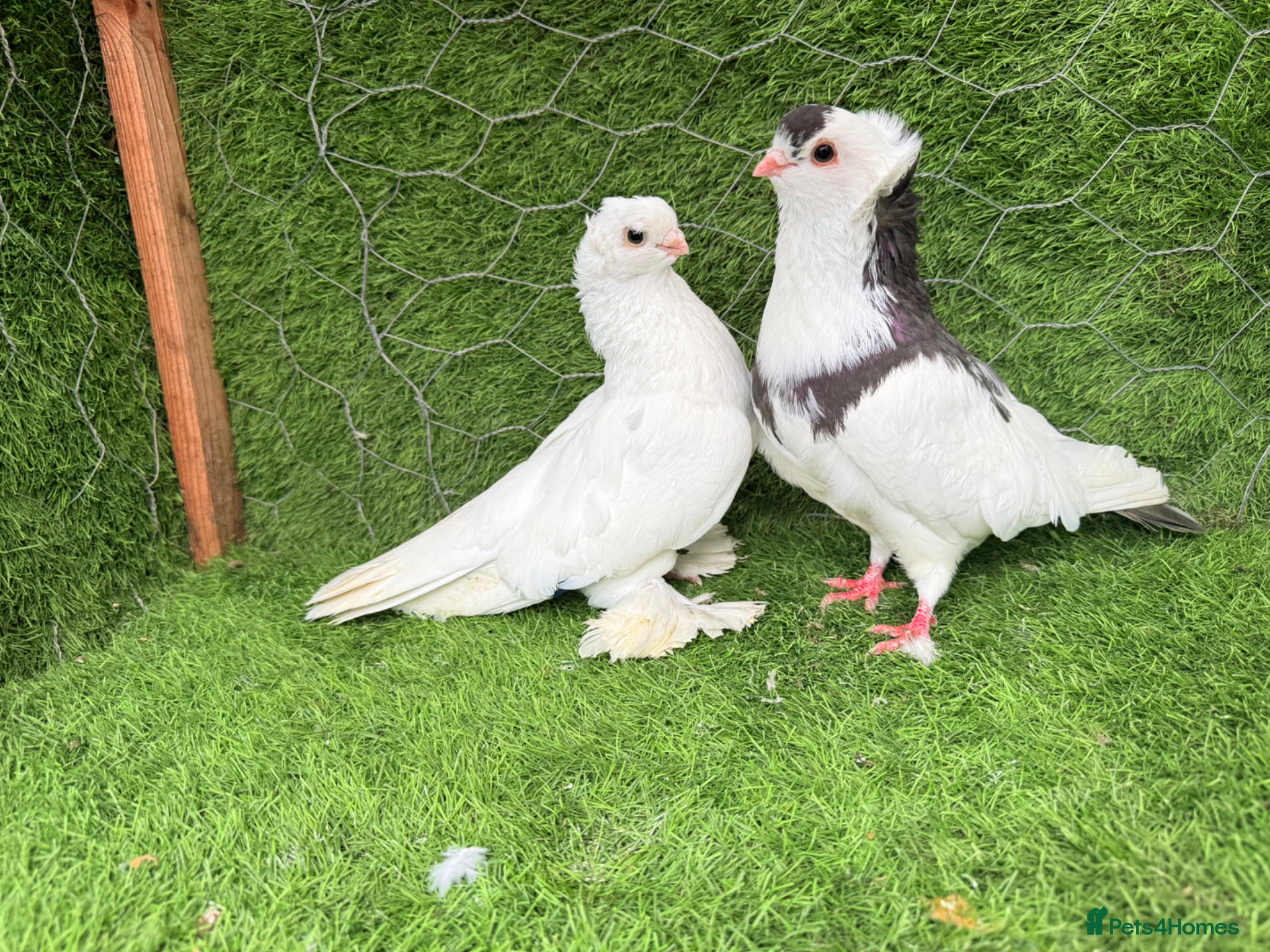 Pigeons birds Top Quality Strong Breeding Pair – Vaccinated - Advert 2