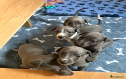 Whippet dogs for sale: 💙 Whippet Puppies – Beautiful Blue Litter 💙 - Image 12