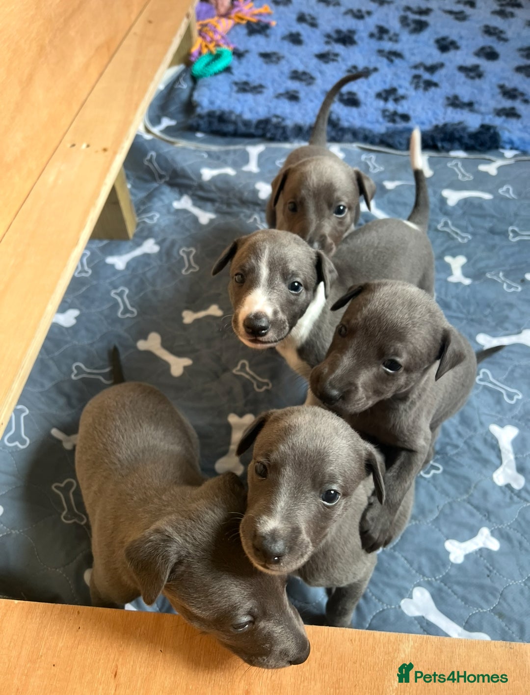 Whippet dogs for sale: 💙 Whippet Puppies – Beautiful Blue Litter 💙 - Image 12