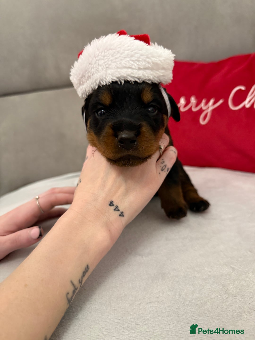 Rottweiler dogs for sale: The Warren litter! - Advert 10