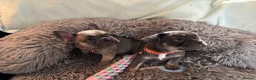 French Bulldog dogs for sale: Meet Our Gorgeous Frenchie Babies! - Advert 21