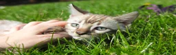 Bengal cats for sale: Unique Line Bengals Expected  - Advert 16