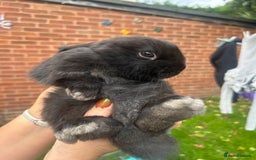Mini Lion Lop rabbits for sale: Baby lion lops for sale  - Image 3