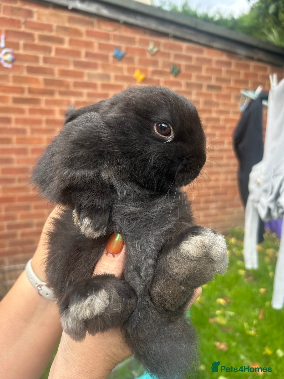 Mini Lion Lop rabbits for sale: Baby lion lops for sale  - Image 3