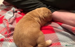 Cockapoo dogs for sale: F1B Cockerpoo puppies looking for new homes - Image 5