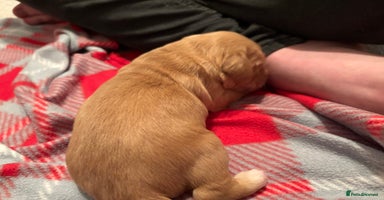 Cockapoo dogs F1B Cockerpoo puppies looking for new homes - Advert 8