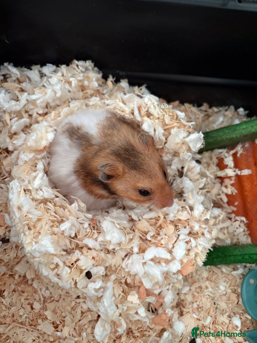 Hamster rodents for sale: Hamster and home  - Image 2