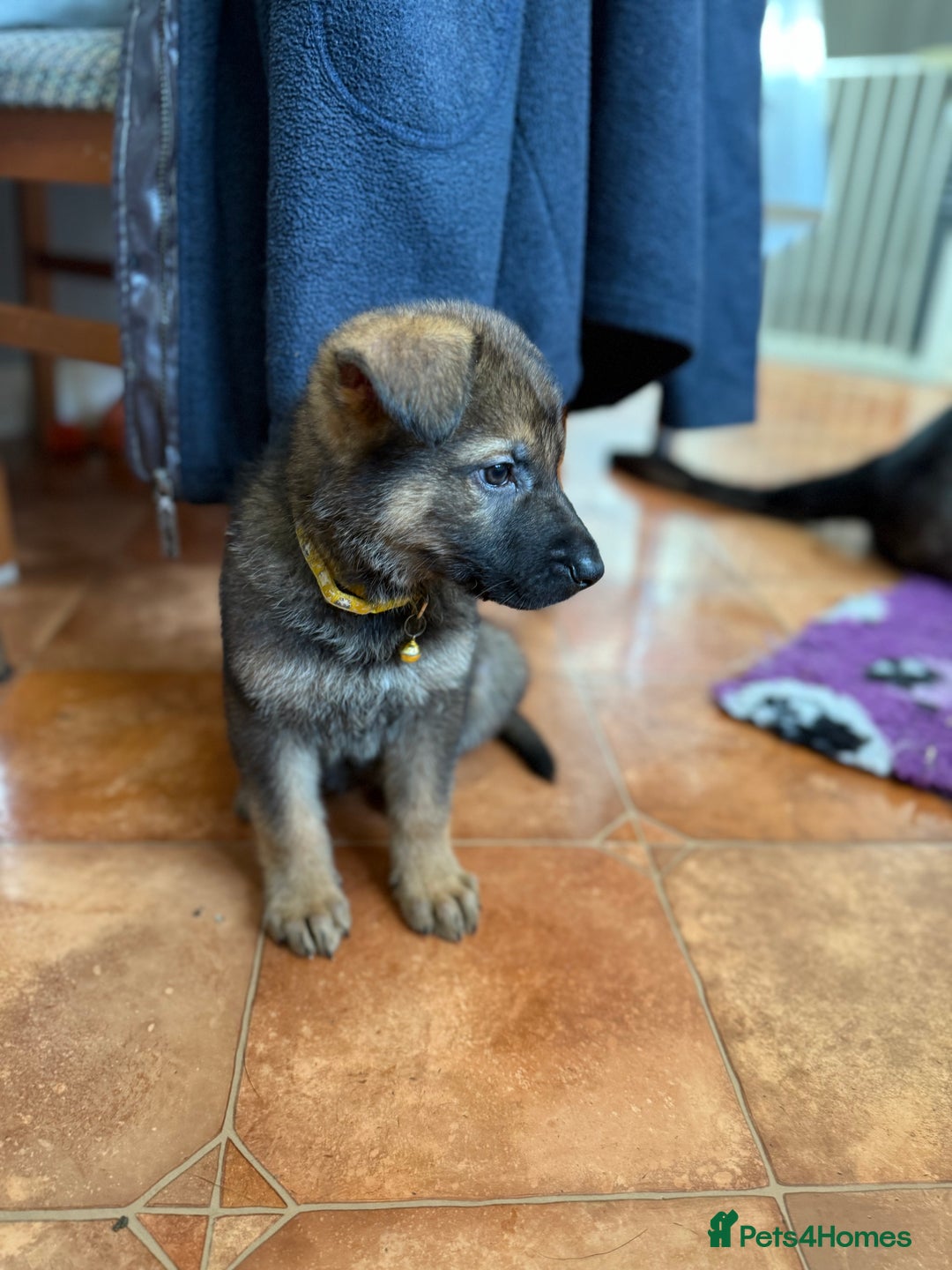 German Shepherd dogs for sale: KC Registered & Bred From Health Tested Parents  - Advert 12