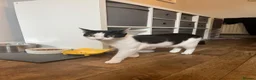 Domestic Shorthair cats for adoption: Young rescue cat looking for her own home - Advert 2
