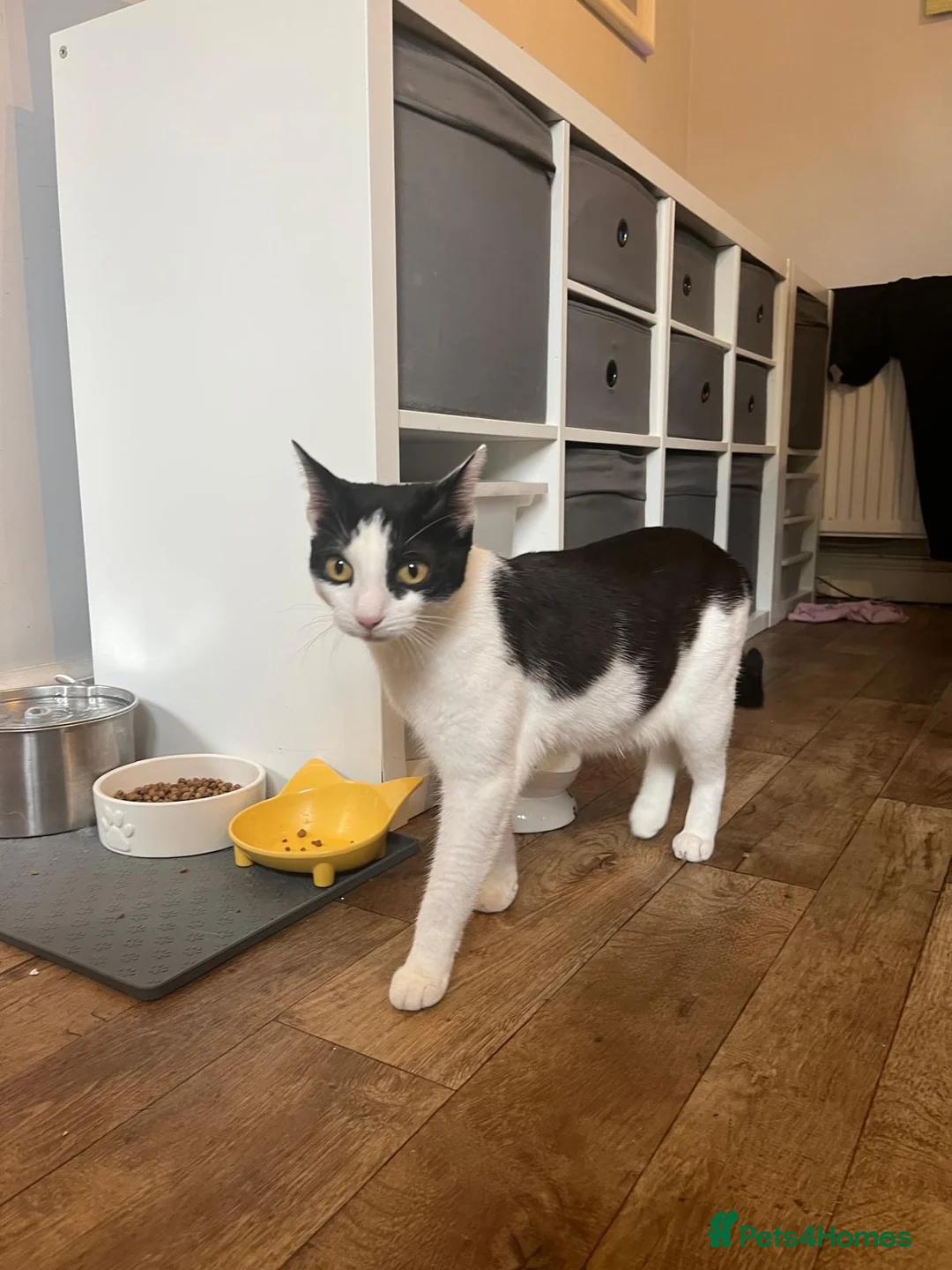 Domestic Shorthair cats for adoption: Young rescue cat looking for her own home - Advert 2