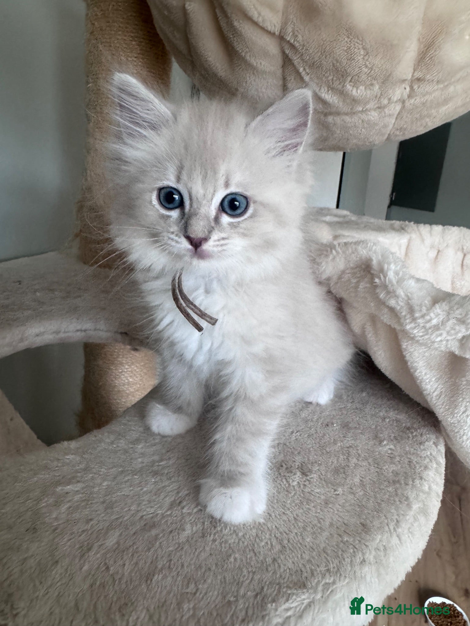 Ragdoll cats TICA registered ragdoll kittens (blue point/ lynx) - Advert 1