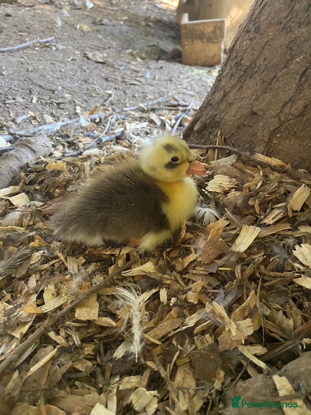 Ducks poultry for sale: RESERVE Cayuga duckling chicks lincolnshire  - Advert 2