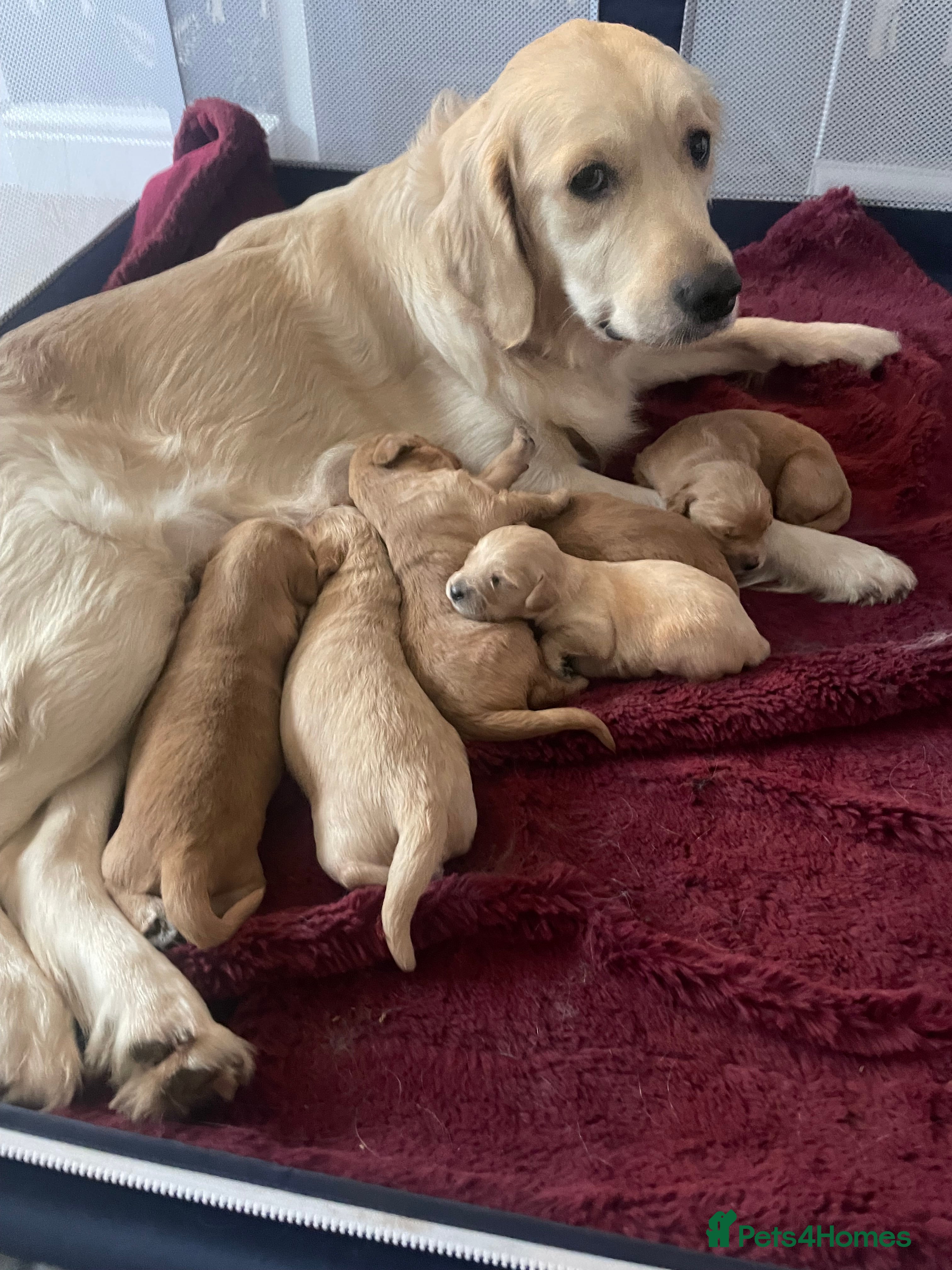 Mixed Breed dogs Beautiful golden doodles (Golden cockapoos) - Advert 1
