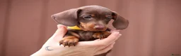Miniature Dachshund dogs for sale: Miniature Dachshunds  - Advert 7