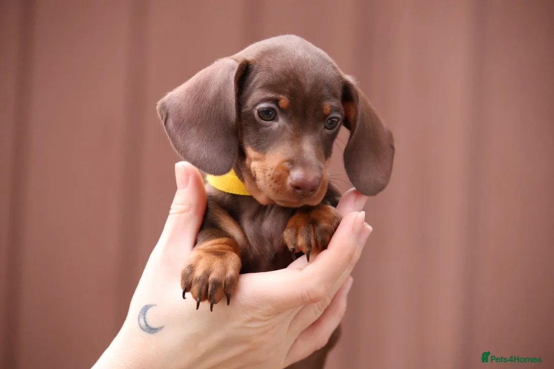 Miniature Dachshund dogs for sale: Miniature Dachshunds  - Advert 7