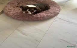 English Bulldog dogs for sale: Female English Bulldog For Sale  - Advert 4