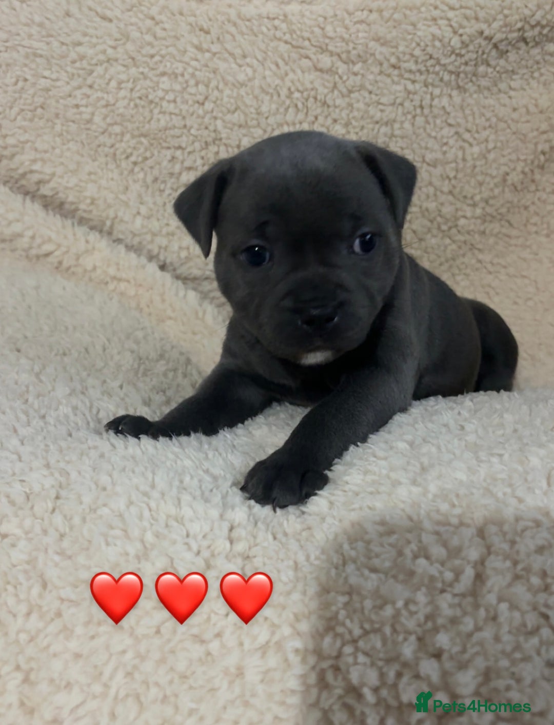 Staffordshire Bull Terrier dogs for sale: Piro daughter & Pharon (Bullscaff) pups for sale - Image 16