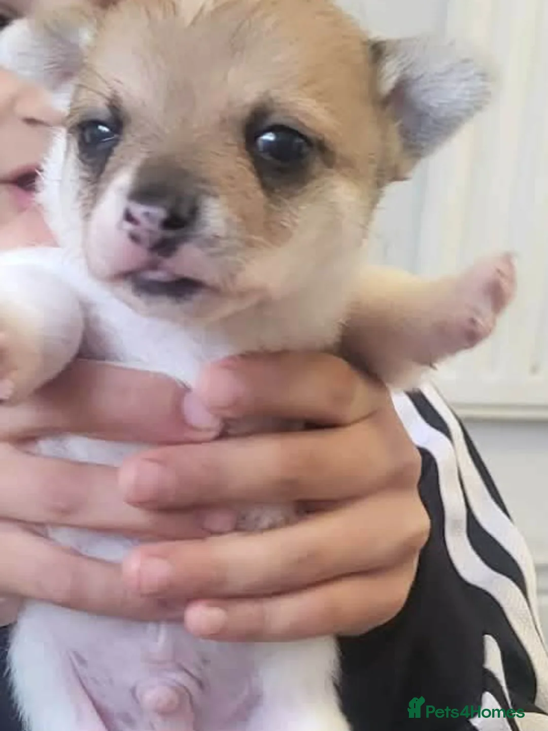 Pomchi dogs for sale: Mr pomci - Advert 2