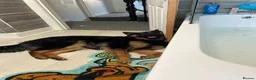German Shepherd dogs for sale: Female german shepherd  - Advert 2