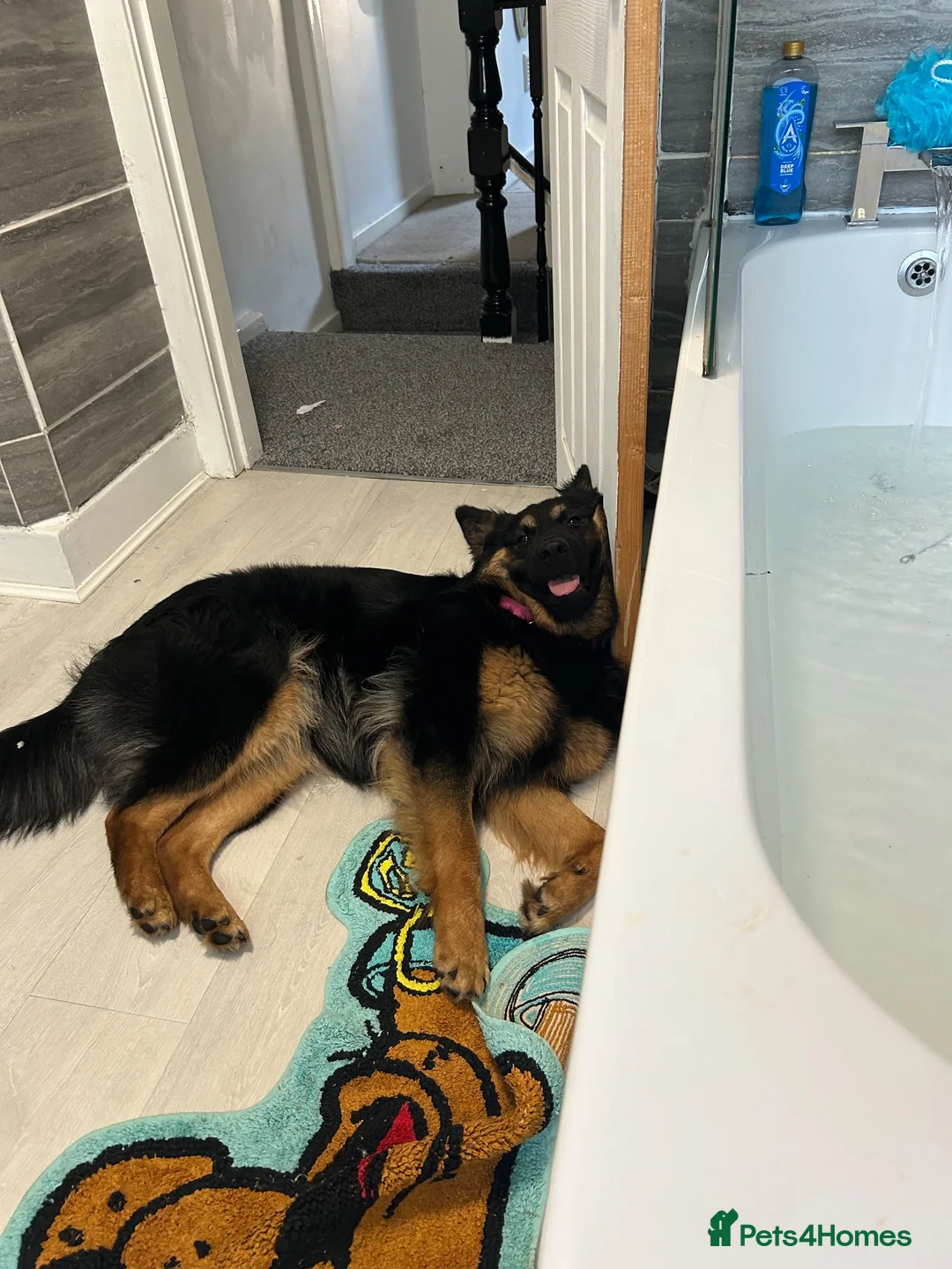 German Shepherd dogs for sale: Female german shepherd  - Advert 2
