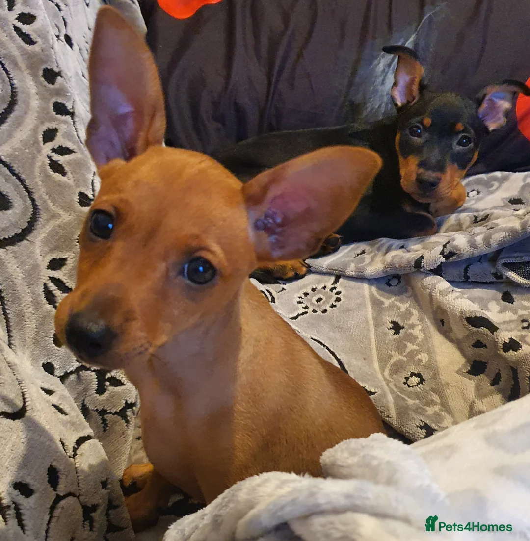 Miniature Pinscher dogs for sale: Miniature Pinscher puppies, KC registered - Advert 6