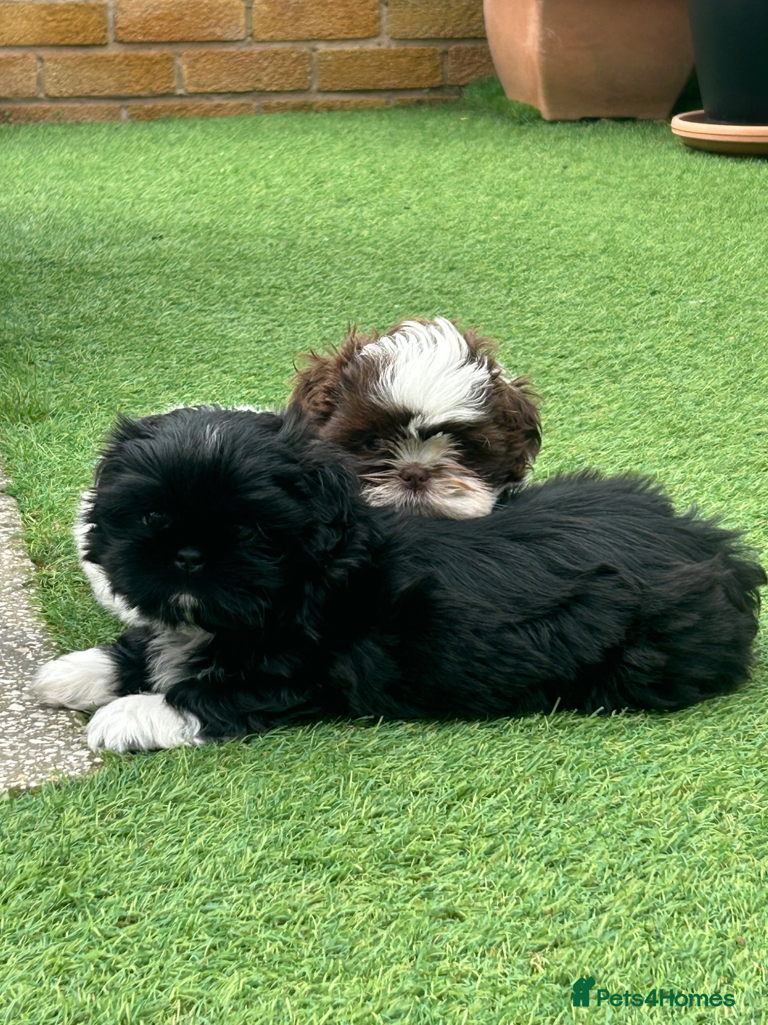 Shih Tzu dogs Molly Moo Moo - Advert 1