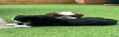  Imperial Shihtzu -Molly Moo