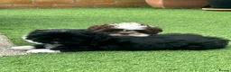 Shih Tzu dogs for sale: Molly Moo Moo - Advert 1