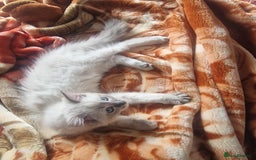 Ragdoll cats for sale: Ragdoll only selling as moving quick sell - Image 2