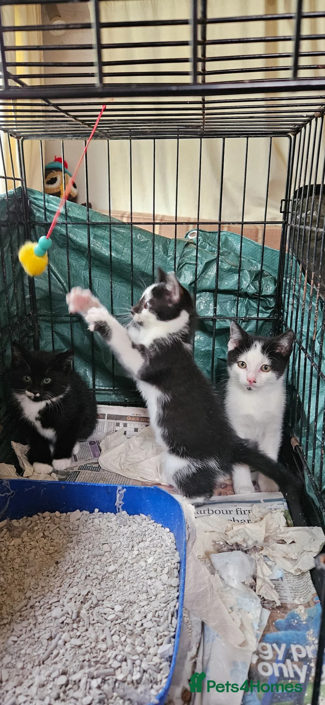 Mixed Breed cats for sale: Mixed breed kittens. - Advert 2