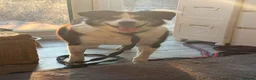 Mixed Breed dogs for adoption: Eric - Norwich Norfolk  - Advert 2