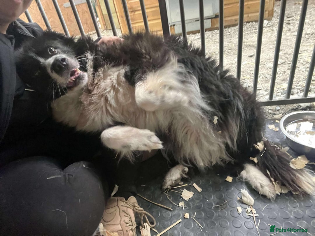 Mixed Breed dogs for adoption: Meet Cassy, currently residing in Essex  - Image 2