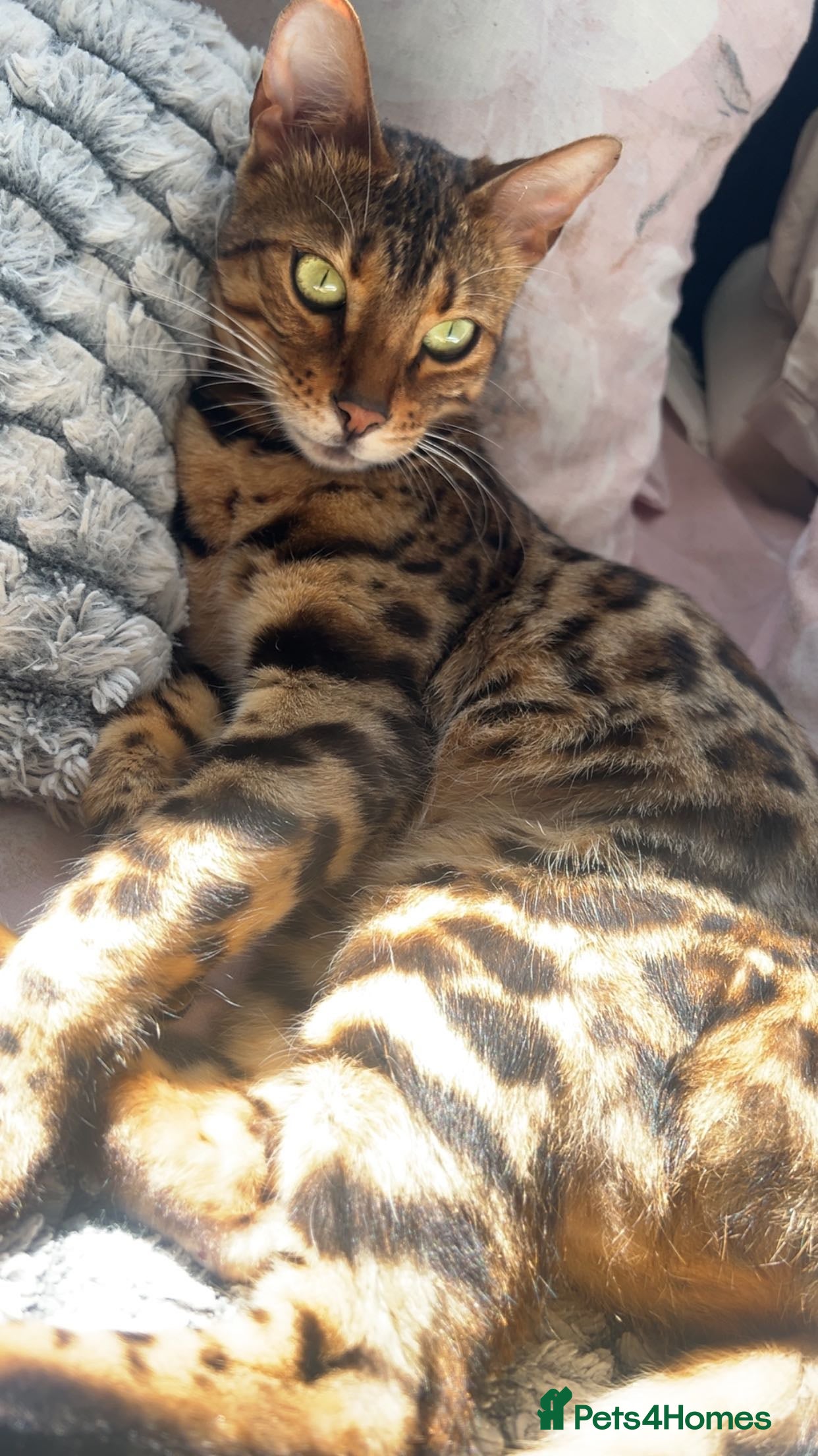Bengal cats Bengal Female looking for a future home - Advert 4