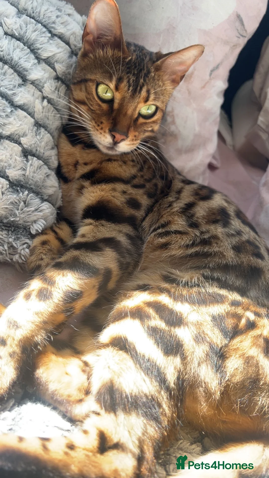 Bengal cats for sale: Bengal Female looking for a future home - Advert 1