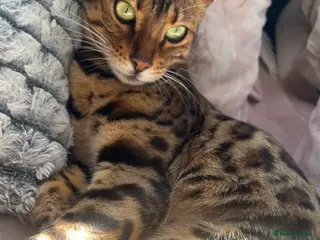 Bengal cats Bengal Female looking for a future home - Advert 4
