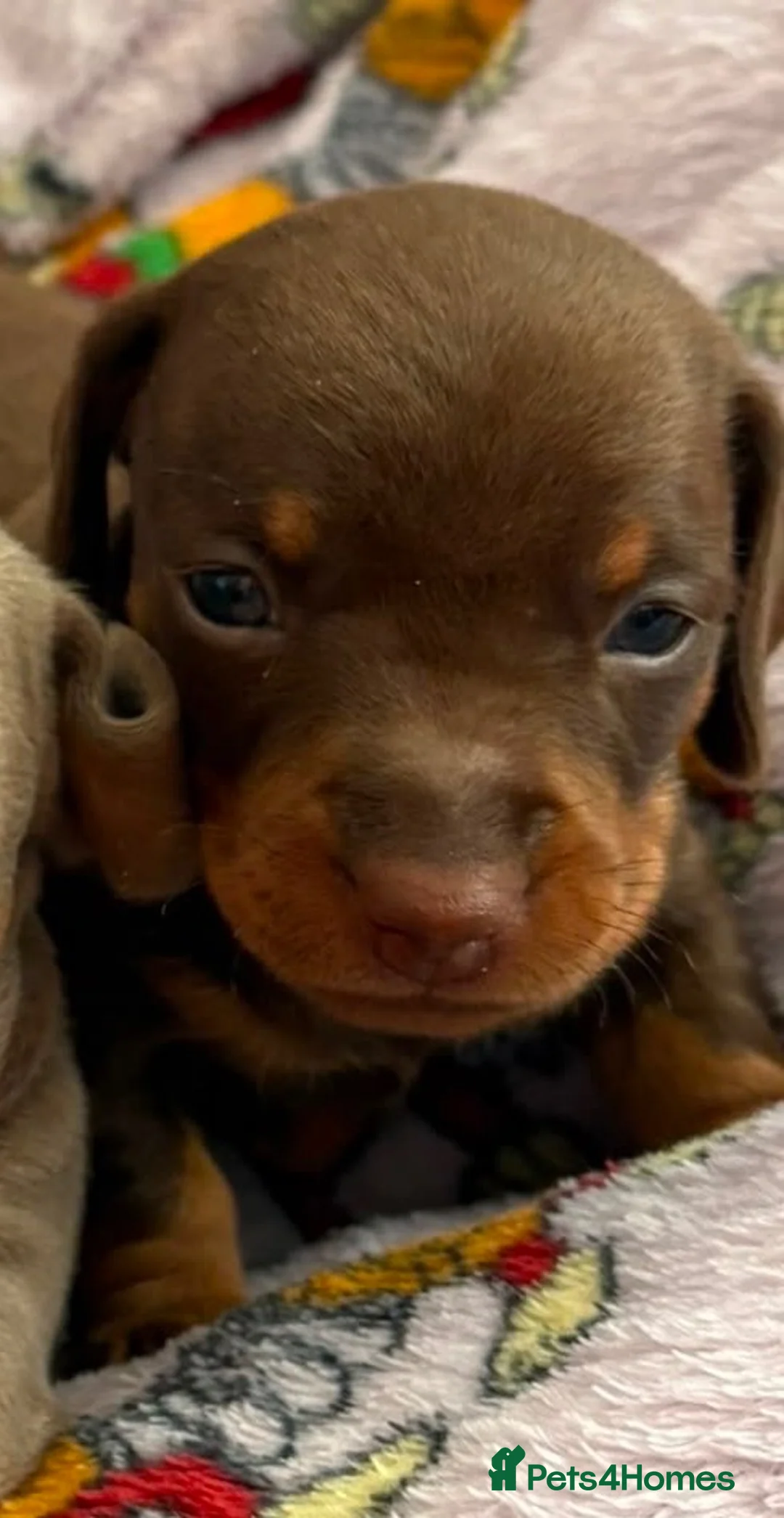 Miniature Dachshund dogs for sale: 🌟  Miniature Dachshund Pups!! KC & PRA clear🌟 in Saint Helens - Advert 2