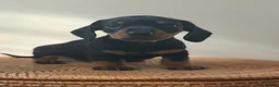 Miniature Dachshund dogs for sale: 1 male Kc reg pra clear mini smooth - Advert 9