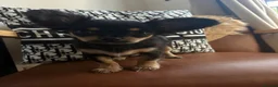 Chihuahua dogs for sale:  🐾 One little precious girl remaining 🐾  - Advert 8