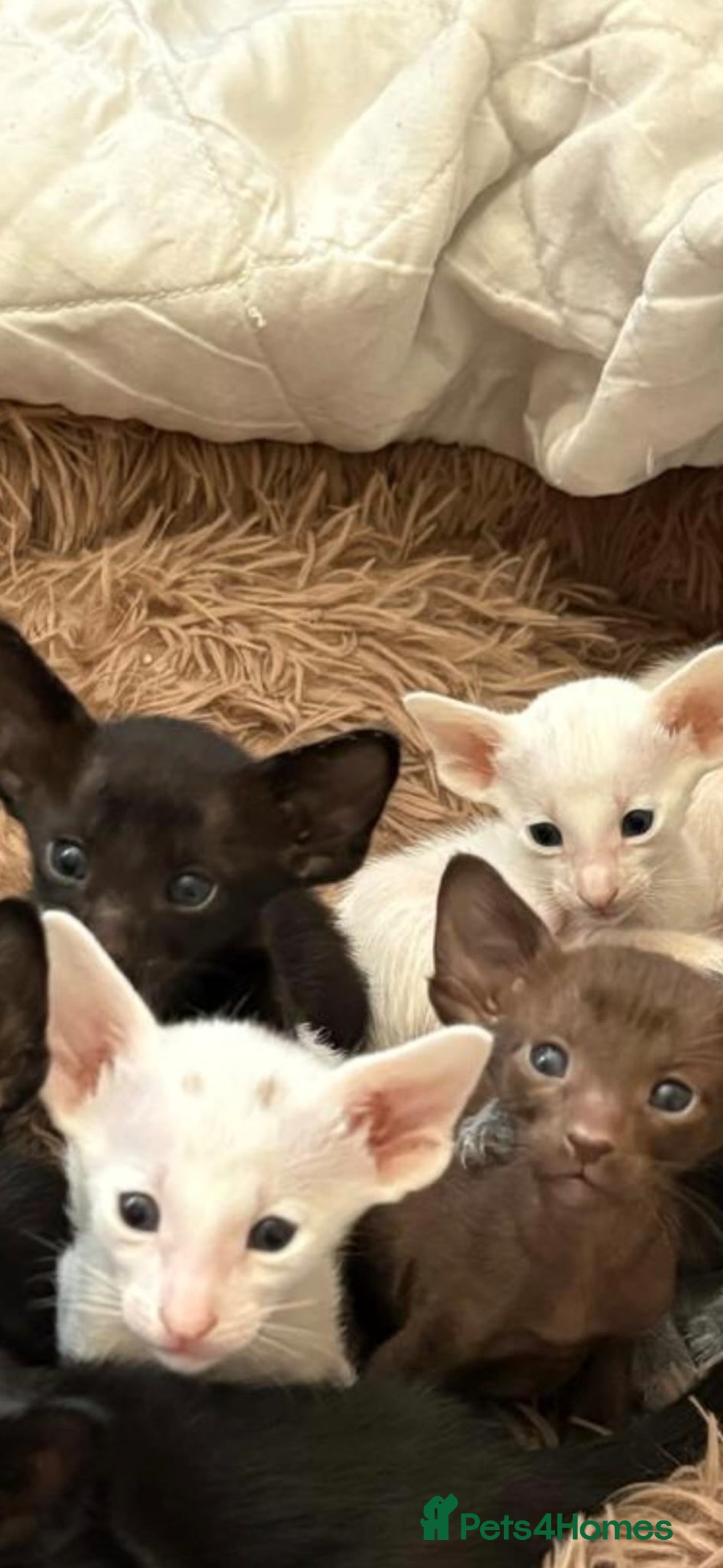 Oriental cats for sale: Stunning oriental kittens  - Image 4