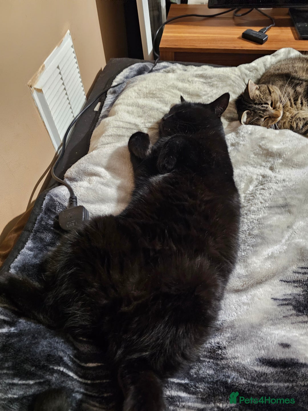 British Shorthair cats for sale: Black 11 year old cat - Image 1