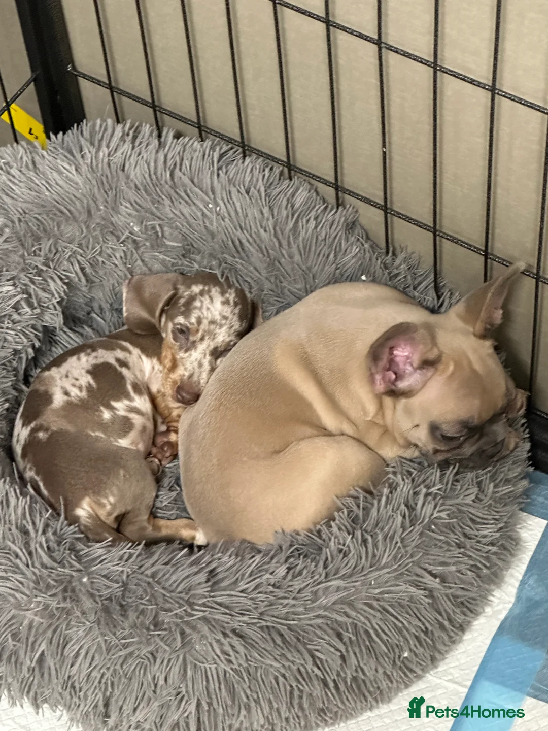 French Bulldog dogs for sale: KC registered French bulldog  - Advert 4