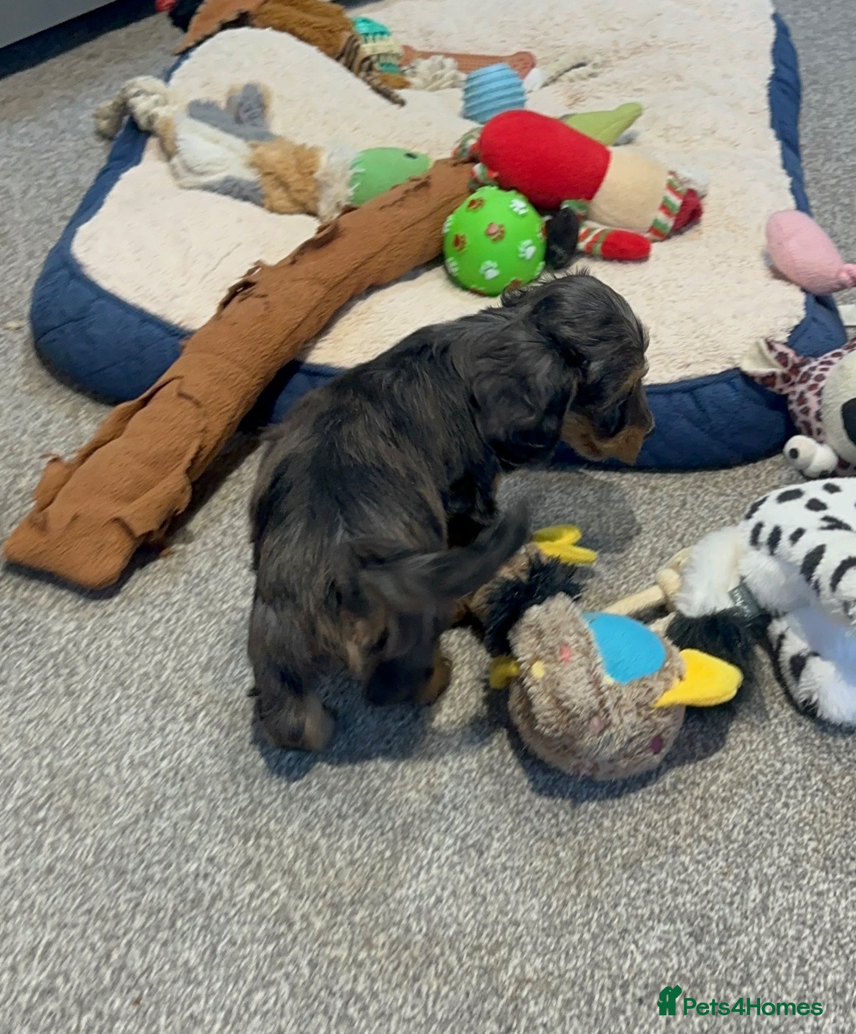 Doxiepoo dogs for sale: Stunning dachshund/poodle pups - Advert 4