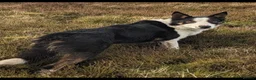 Borador dogs for sale: Boradors pups *READY NOW* - Advert 16